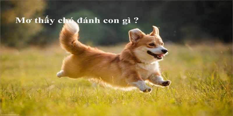 Con số may mắn của ngủ mơ thấy chó đánh số mấy