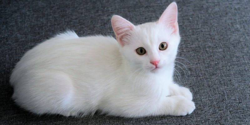 Giải đáp thắc mắc cho bạn ngủ mơ thấy mèo đánh số mấy