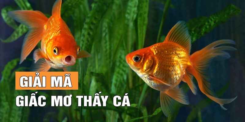 Ngủ mơ thấy cá đánh số mấy - Tham khảo con số ý nghĩa