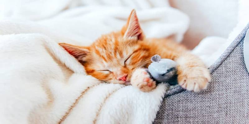 Ngủ mơ thấy mèo đánh số mấy cùng những con số liên quan khác