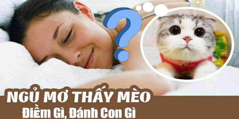 Ngủ Mơ Thấy Mèo Đánh Số Mấy Để Nhận Được Nhiều May Mắn