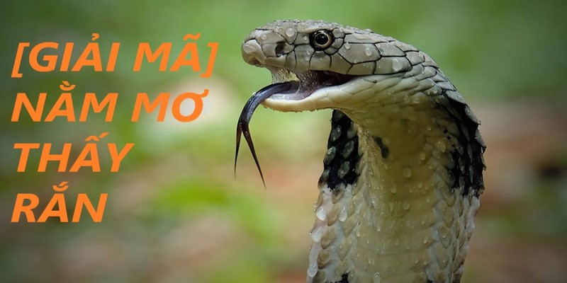 Ý nghĩa của ngủ mơ thấy rắn đánh số gì